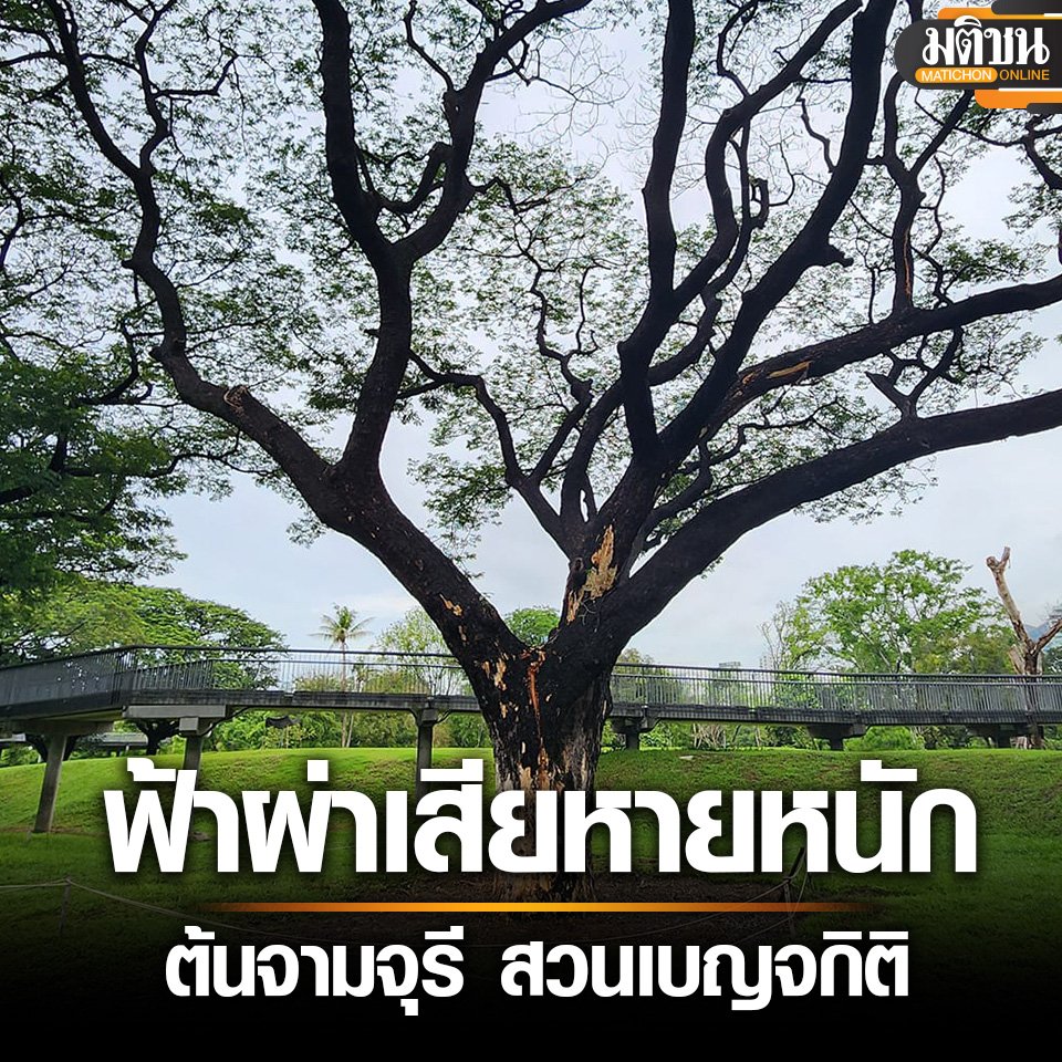 (1/2) City Hall warns visitors to keep clear from a large rain tree at Banchakitti Park after a recent lighting strike damages the old tree, which is a popular site for pre-wedding photo shoot. It says arborists are now trying to save the tree. #Bangkok #Thailand #Bemchakittipark