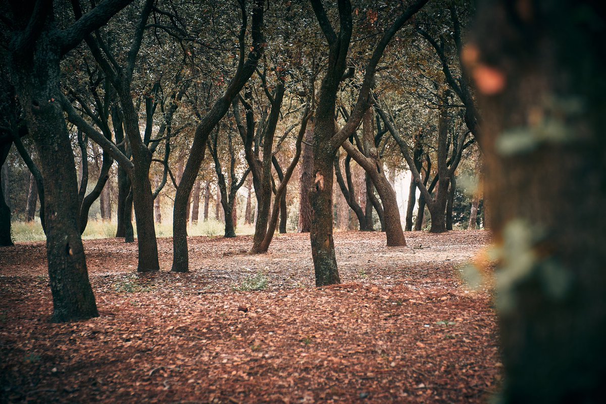 #Forest 📸 Fujifilm X-T4 📷 Fujinon XF 16-55mm F2.8 R LM WR ⚙️ Distance 25.7/55.0/55.0 mm - ISO 160 - f/4.0 - Shutter 1/320 📍 Bosc de la Salut, Santuari de la Mare de Déu de la Salut, Sabadell, Vallès Occidental #nature #photography