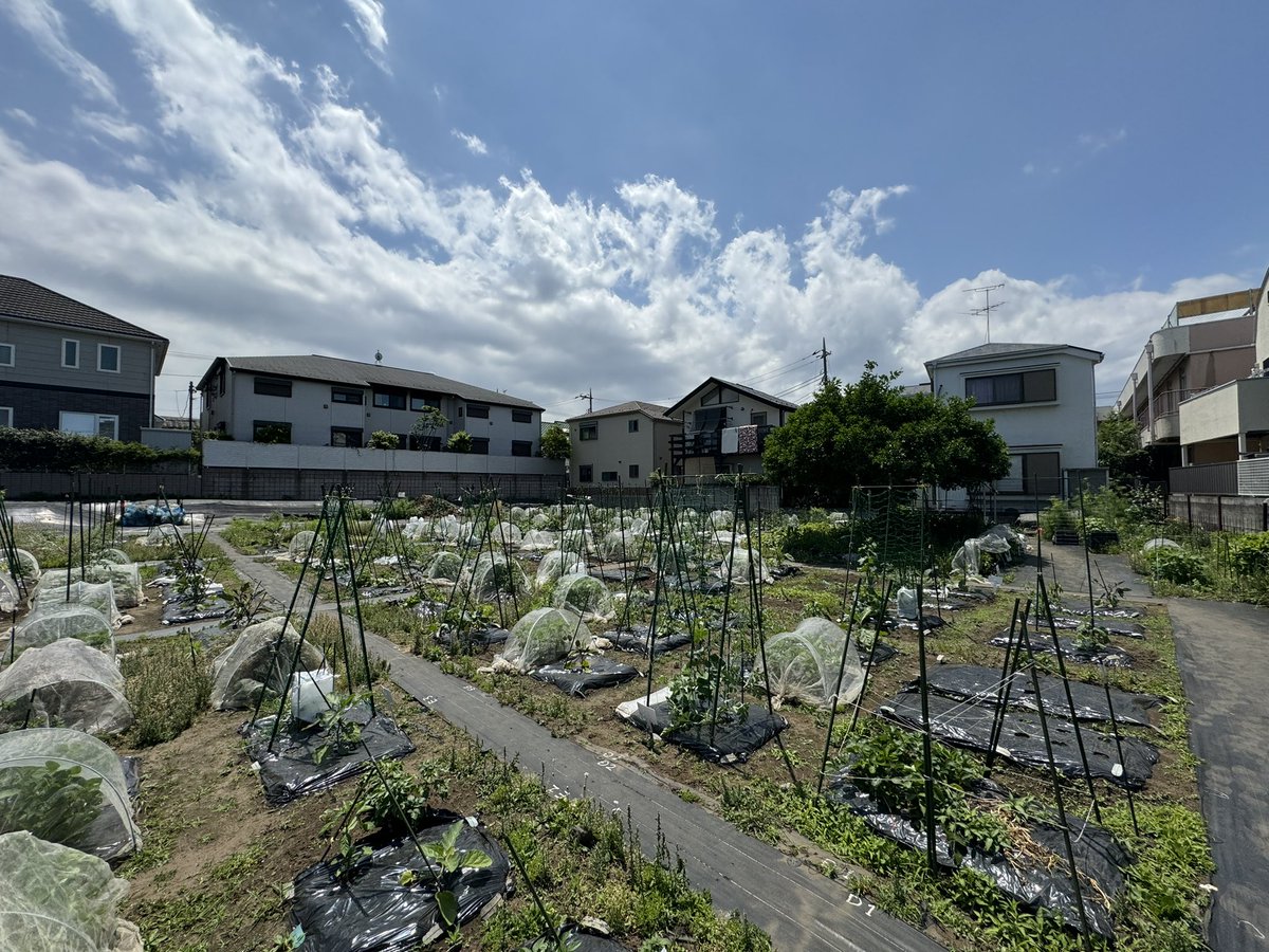 vegeppo_poolo's tweet photo. 天候に恵まれた #べじっぽ の活動☀️
また楽しみな時期がやってきそうです🍅🍆🫑
#POOLO https://t.co/zPy9FmS1M4