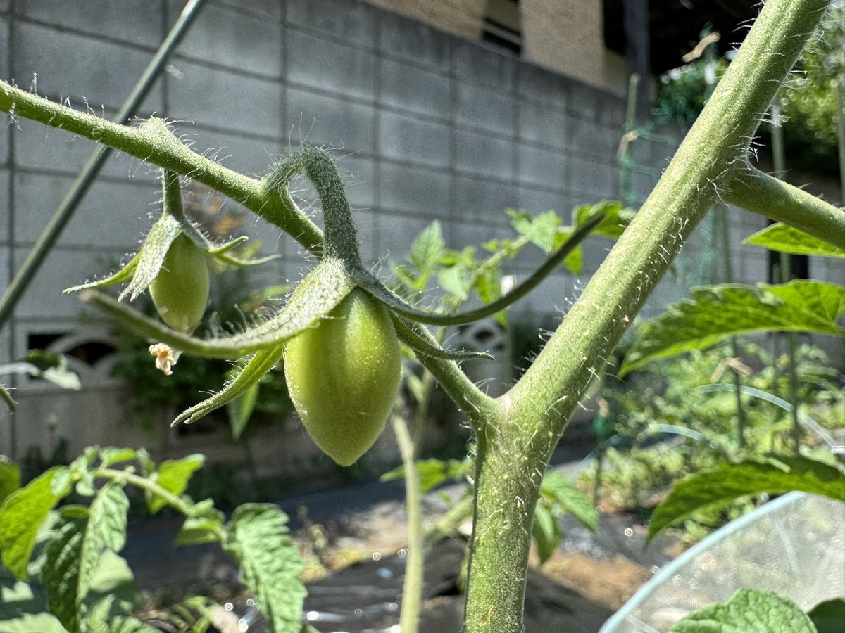 vegeppo_poolo's tweet photo. 天候に恵まれた #べじっぽ の活動☀️
また楽しみな時期がやってきそうです🍅🍆🫑
#POOLO https://t.co/zPy9FmS1M4