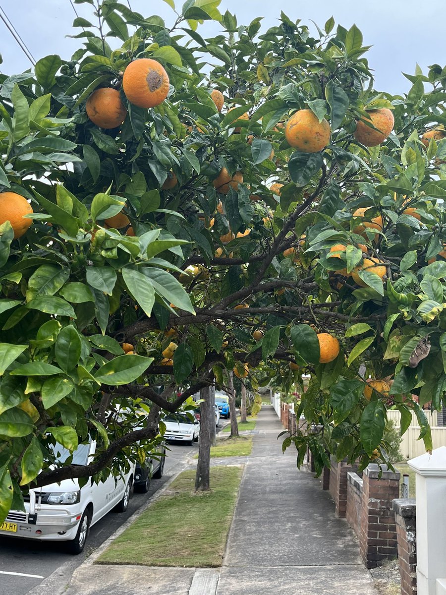 Why don’t we plant more fruit trees, especially citrus as street trees? Especially under those dreaded overhead wires that so blight our streets. Rosebery shows how to do it! #publicsydney
