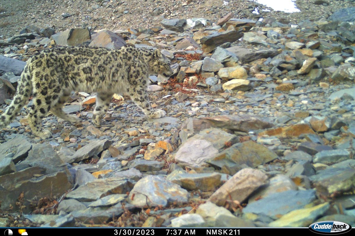 #FromTheArchives

Wildlife researchers @manisha_mathela and @VaishnaviApte99 write about their fortuitous sighting of two #SnowLeopards while deploying camera traps in the #GangotriNationalPark.

📷 Snow Leopard caught on #cameratrap

Read the full story: bit.ly/44SgEI2