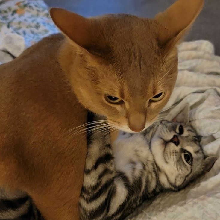 PunchingCat's tweet image. am i interrupting something?