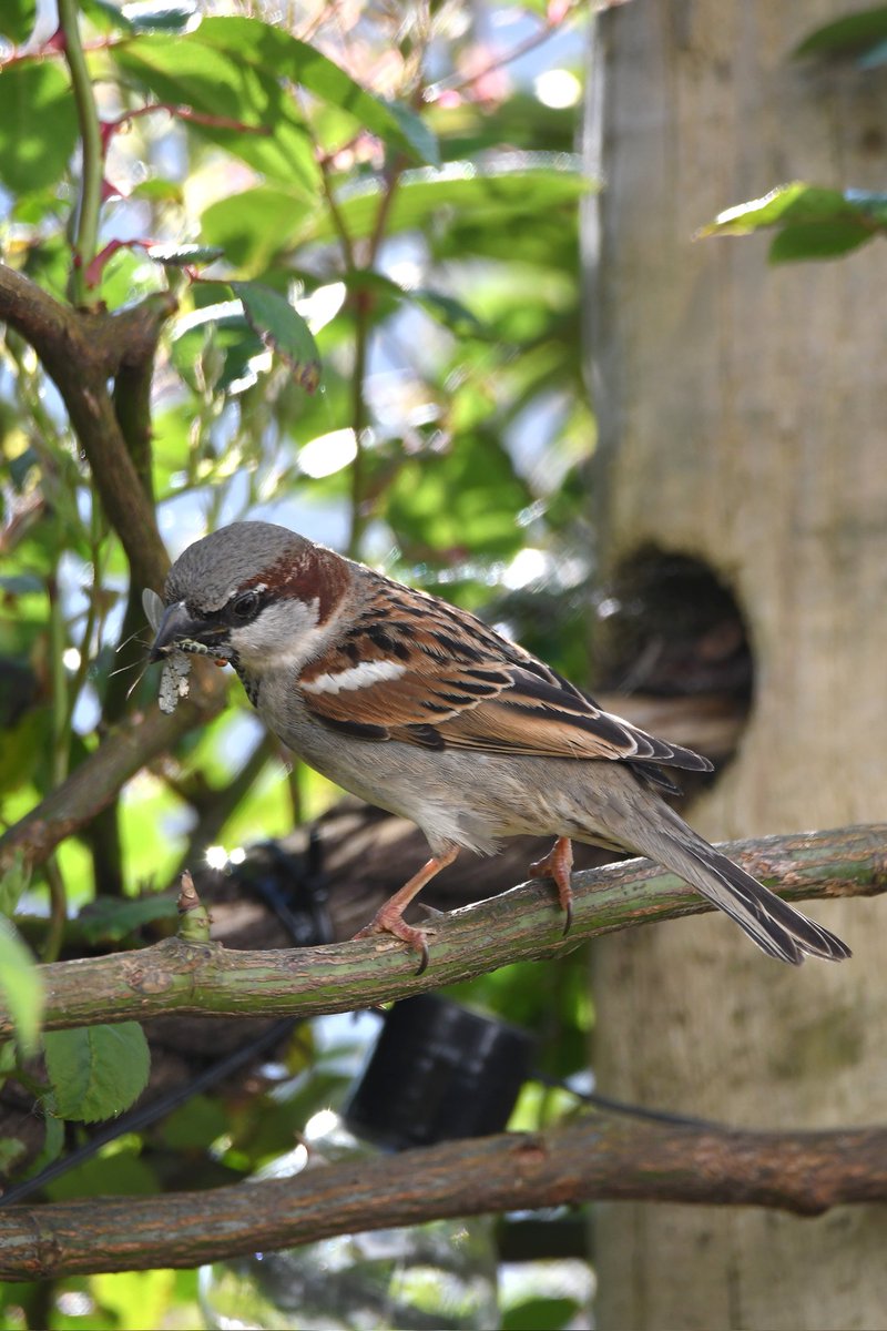 House Sparrow Bude Cornwall 〓〓 #wildlife #nature #lovebude #bude #Cornwall #Kernow #wildlifephotography #birdwatching #BirdsOfTwitter #TwitterNatureCommunity #HouseSparrow