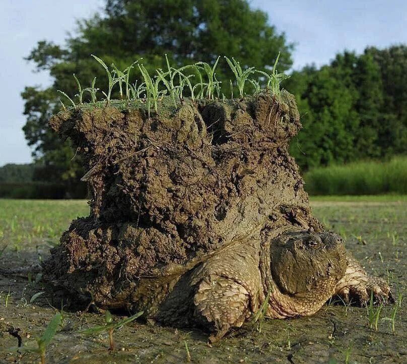 A common snapping turtle coming out of hibernation carrying the earth on its back
