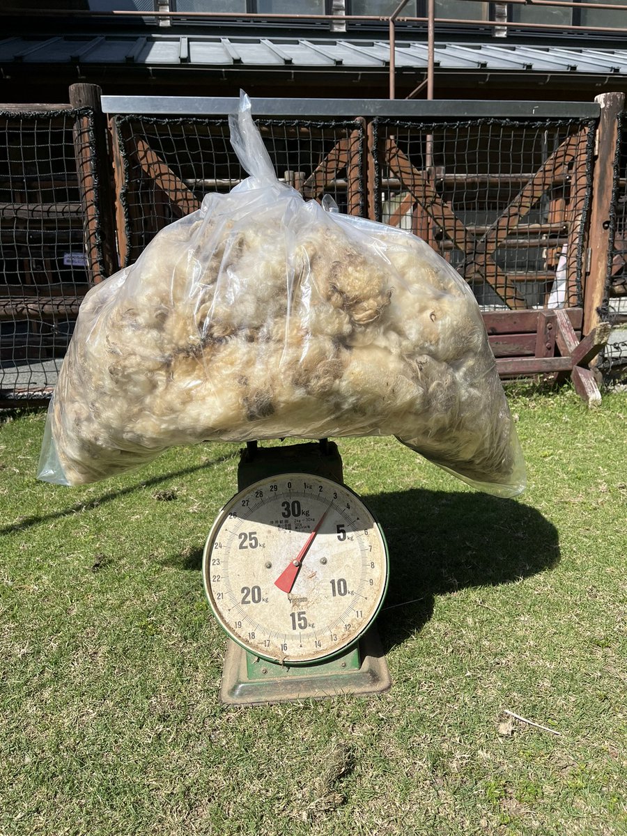 先日、羊のエアリーの毛刈りを行いました！ 羊毛用に家畜化された羊の毛は伸び続けるので、暑くなる前に毛刈りをしないと熱中症などの病気になってしまいます。 エアリーは、とってもお利口に毛を刈らせてくれましたよ☺️ とれた羊毛はなんと3kg！ スッキリしたエアリーに、ぜひ会いにきてくださいね✨