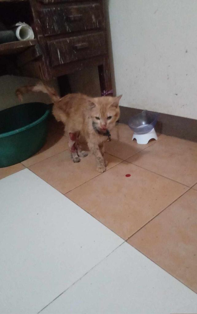 Hello po kahiya hiya man po  humingi ako ng help para sa madala ko na siya sa vet kasi Ilan araw na po may dumudugo sakanya bibig na di ko po alam kung ano nangyari. +

#askingforhelp
#cat
#catlover