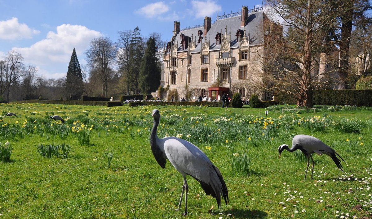 Le #château de #Clères est une demeure du XIᵉ siècle, reconstruite et remanié aux XVIᵉ et XIXᵉ siècles, à #Clères, dans le département de la Seine-Maritime, en #Normandie. Jean Delacour l'acquiert en 1920 et transforme le domaine en #parc zoologique.