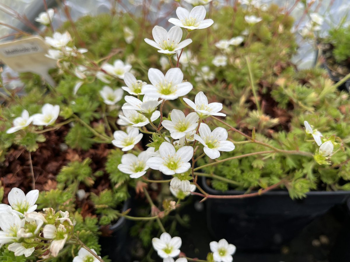 Saxifraga rosacea #naturambyth