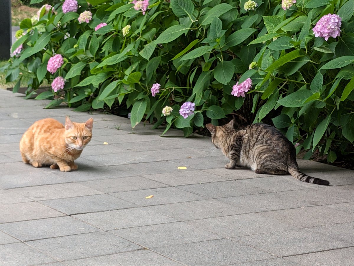 trolleybus + flowers + cats 👍