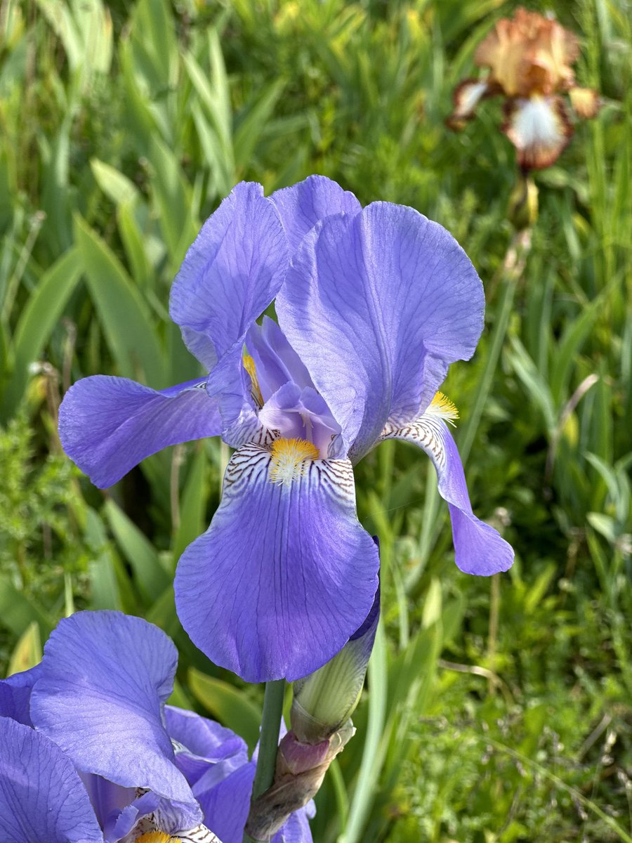 TB Iris ‘Realm’ in peak season, about 400 varieties in bloom at the moment, a fleeting display but one that can’t be easily replicated! #irisseason #irisflower #beardedirises #realm #blueflowers #flowerseason #irises #iris #seagatenurseries