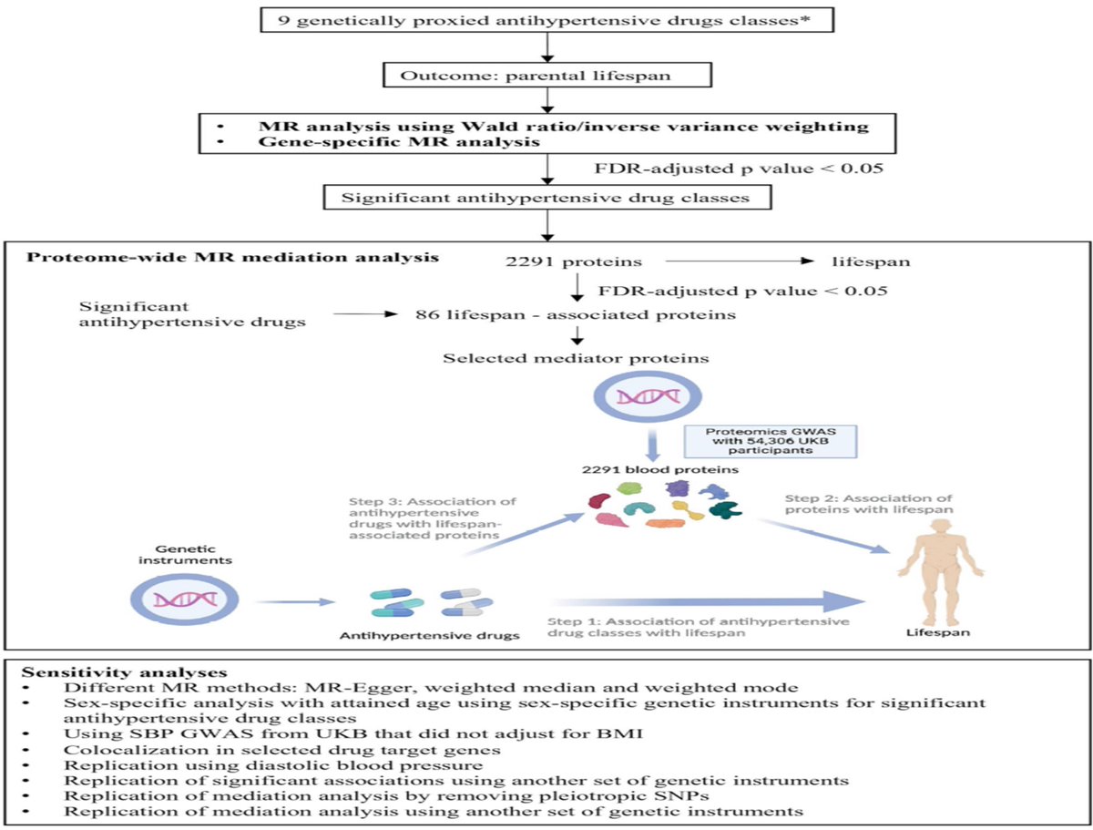 🧬 Using genetics and proteomics to assess the role of #antihypertensive drugs in human #longevity: new data from a #Mendelian randomisation study in #EHJPharmacotherapy bit.ly/3wO4Tpm @EditorEHJCVP @FeliceGragnano @HanCardiomd @bohan_fbh #CardioTwitter #Cardiology