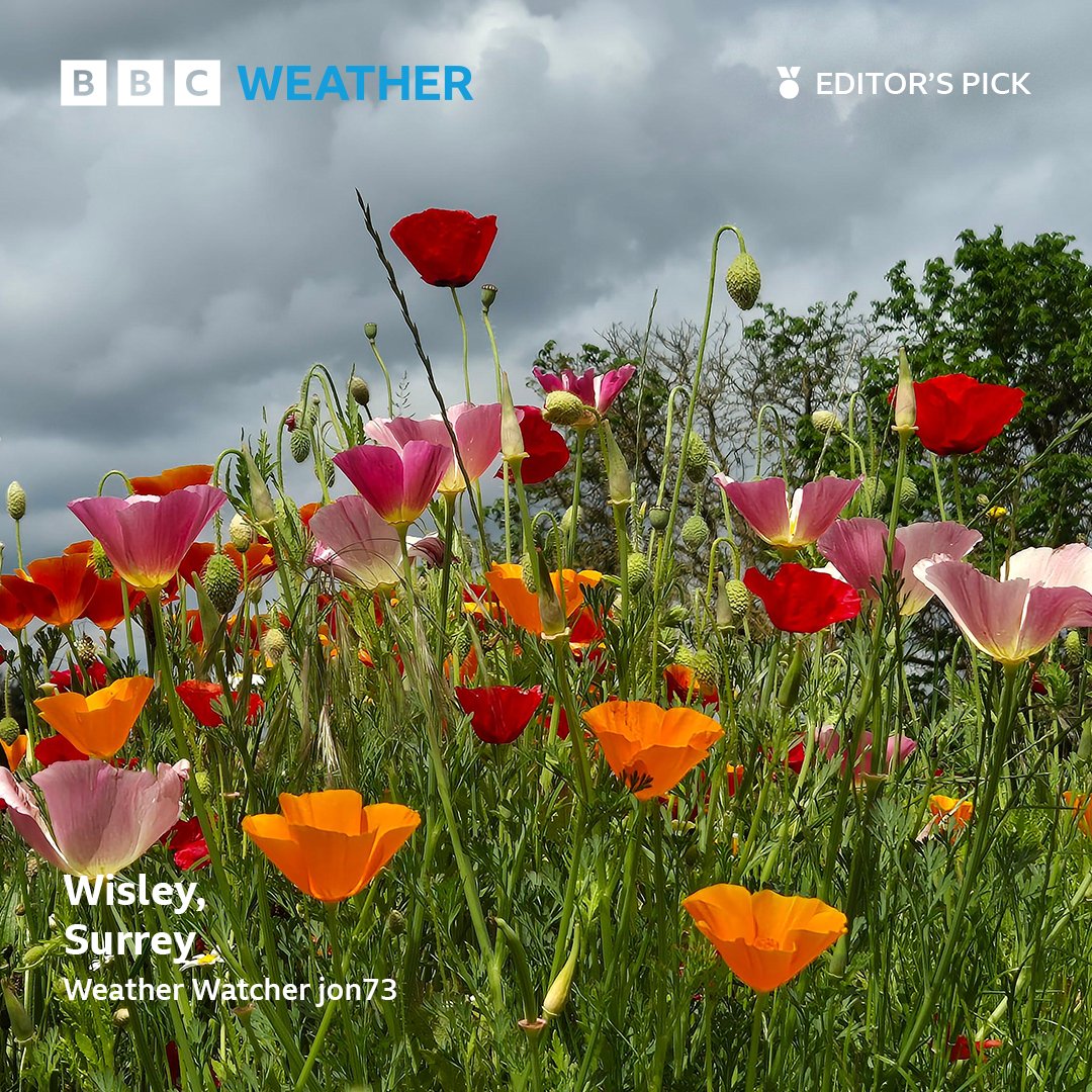 Beautiful floral colours in Wisley, Surrey. 🌸 Thank you to Weather Watcher jon73 for today's #PhotoOfTheDay 📸