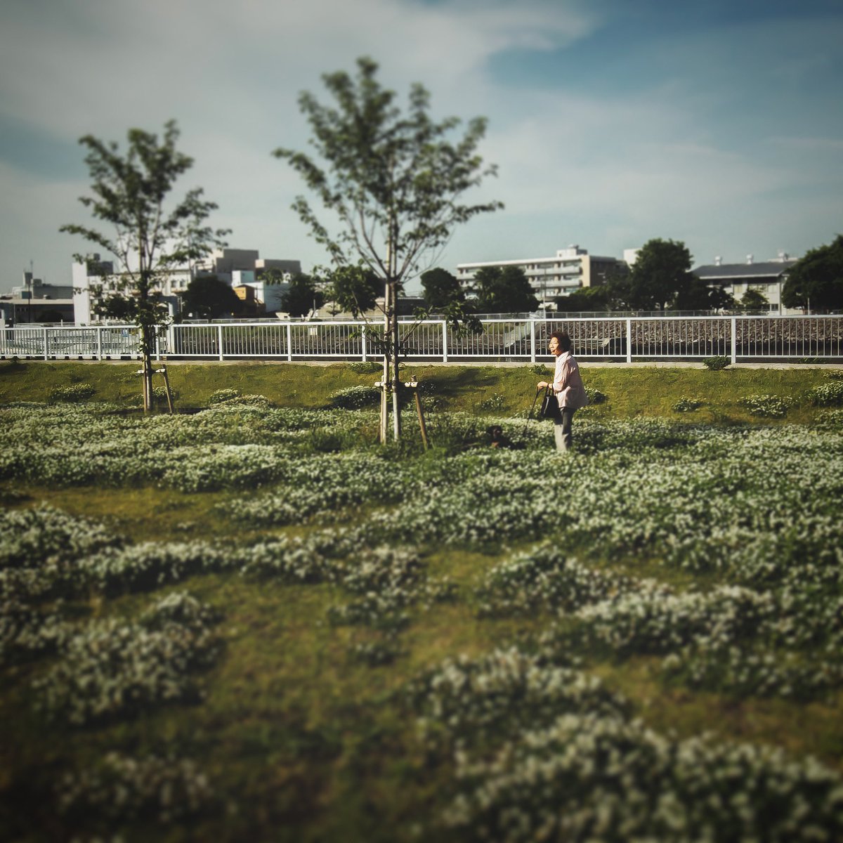 習作「お花畑の少女」より
#snapshots #girl #flowergarden 
#photodiary