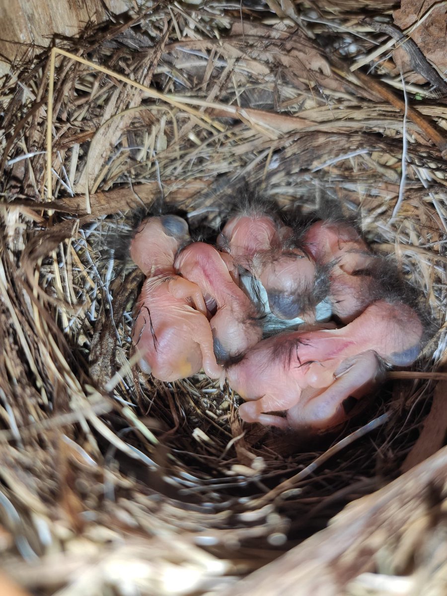 First babies of the season!