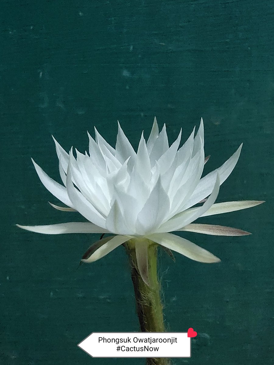 manow224's tweet photo. 🎊😍บานแล้ว ๆ 🎉🤩 (Pygmaeocereus bieblii) #Pygmaeocereus #Cactus #CactusNow https://t.co/SgLhbfEwy1
