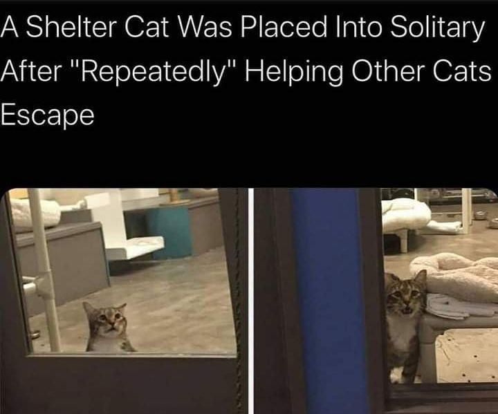 WholesomeMeme's tweet image. 