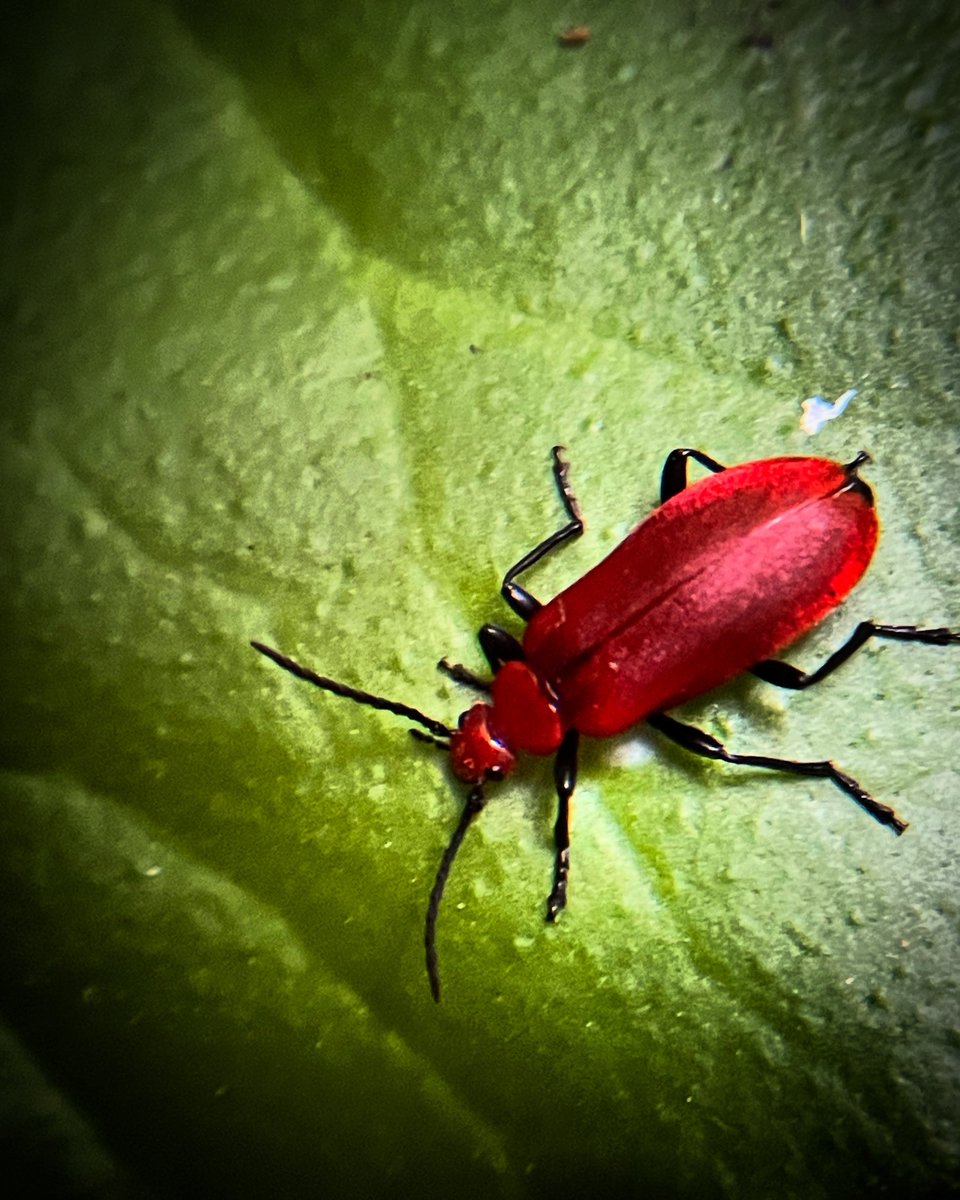 NaturetasticWH's tweet image. Day 1 of #30DaysWild - Red-Headed Cardinal Beetle

A bright red beetle, with black legs and knobbly antennae 🔴🪲

This photo 📸 was taken in my garden today - for more info visit the Wildlife Trusts website - wildlifetrusts.org/wildlife-explo…

@WildlifeTrusts @wildlifebcn @RoyEntSoc