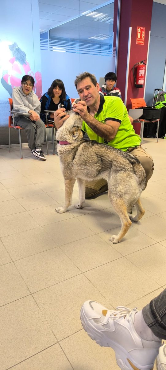 CruzRojaBurgos's tweet photo. Hoy hemos aprendido mucho sobre #lobos en #Pineo
Una fascinante jornada 🐺🐺🐺 gracias a la Residencia Canina Ramos #lorasycañones https://t.co/q8QoQCXl2J