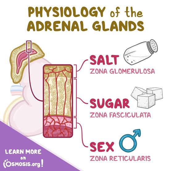 Glomerular: aldosterona 🧂

Fasicular: glucocorticoides 🧁

Reticular: andrógenos 

Médula: catecolaminas 

SALT SUGAR SEX