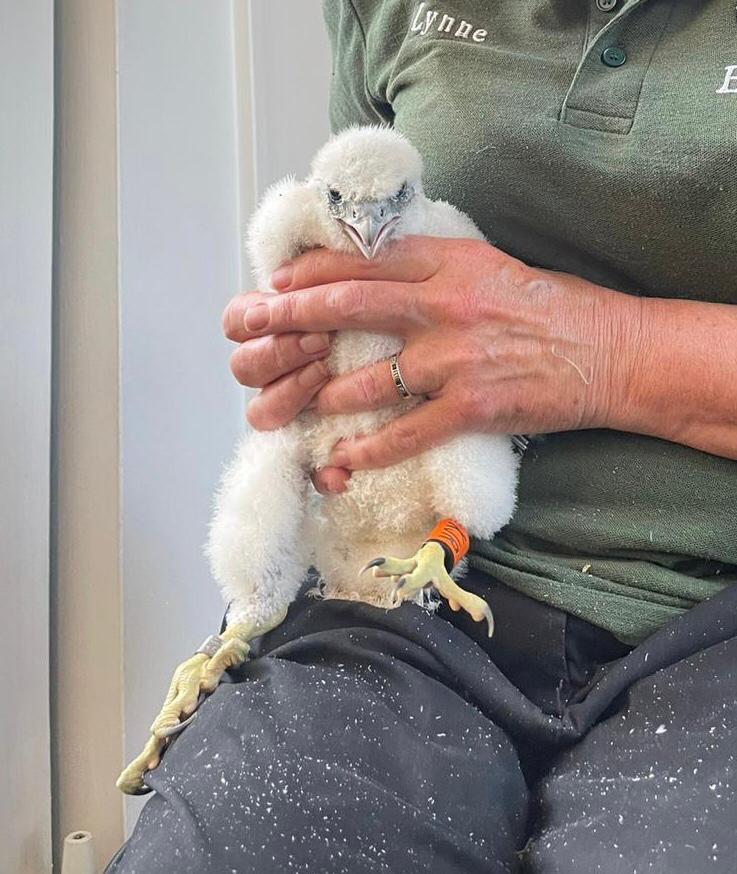 Earlier in the week we had the privilege of ringing the #Aylesbury #Peregrine. 
What a magnificent falcon!