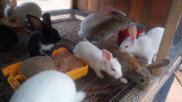 DapsonRabbitry's tweet photo. So upon all the various Rabbit farmers and Farms in almost every locality in Ghana, region or District, *why is Rabbit Meat not still popular on the market?*
What are we doing wrong or right?
Can we find time to discuss or reflect on this?
@KinaataGh @Nwanwanii @GhanamanTips https://t.co/Y0RB9zoFae