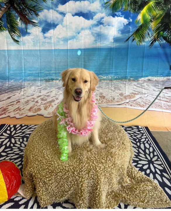 Lake Norman Humane tweet media