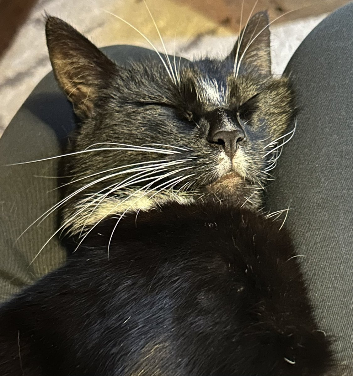 mc_wellbeing's tweet photo. Do you struggle with your sleep? Can’t get off to sleep or maybe you wake and can’t get back to sleep. I’ve just completed CBT for Insomnia training from the University of Oxford. Get in touch if you want to sleep as well as Pixie here. #CBT #sleep #insomnia #CBTi https://t.co/UFUiLBTyyY