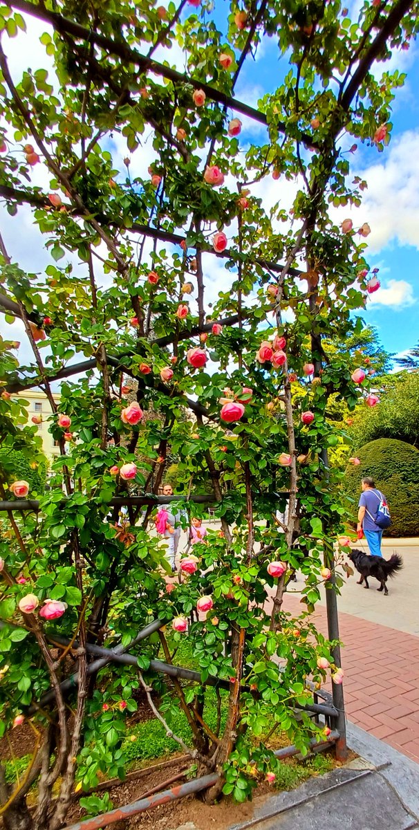 AnaMaraNicols2's tweet photo. Paseo de la rosaleda, en Logroño/Rosepark 
#rosaleda #rosepark #rosas #roses  #Logroño #springtime   #primavera #beautyofnature #FlowersOfTwitter https://t.co/meVJ8M6GLH