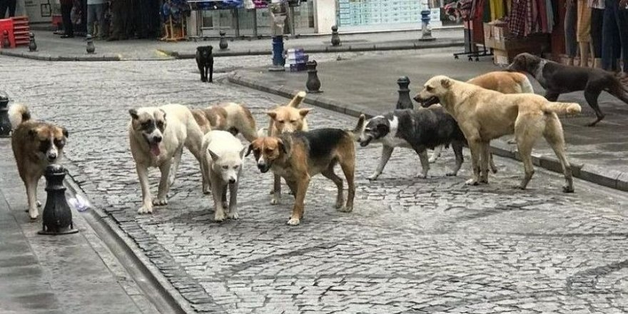 mtkhanX's tweet image. 🐾 Sokak köpekleri sorunu büyüyor. 

Onların doğasını ve çoğalma şekillerini anlamak, bu sorunu çözmede ilk adım. İşte bilmemiz gerekenler... 

#SokakKöpekleri