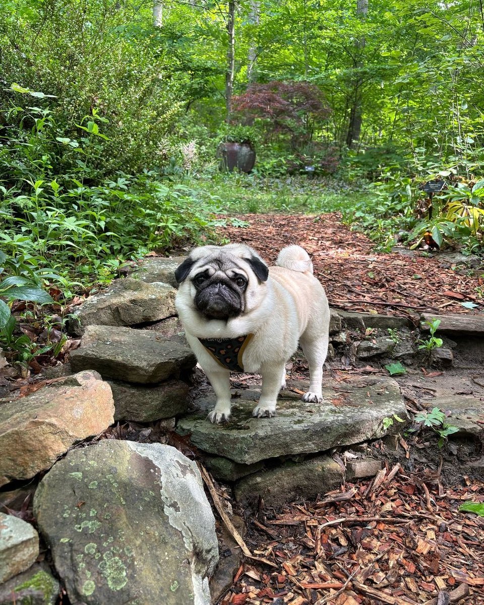 Happy
#pugs#puglover#puglife