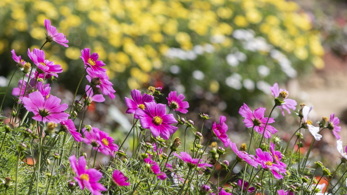 homesandgardens's tweet image. What are cut-and-come-again flowers? Advice from a professional gardener on repeat-flowering plants trib.al/OfB6lyf
