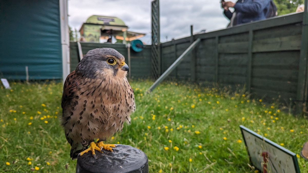 All set up at Astle Park Country Fair for the weekend. Two flying displays in the main ring both days !