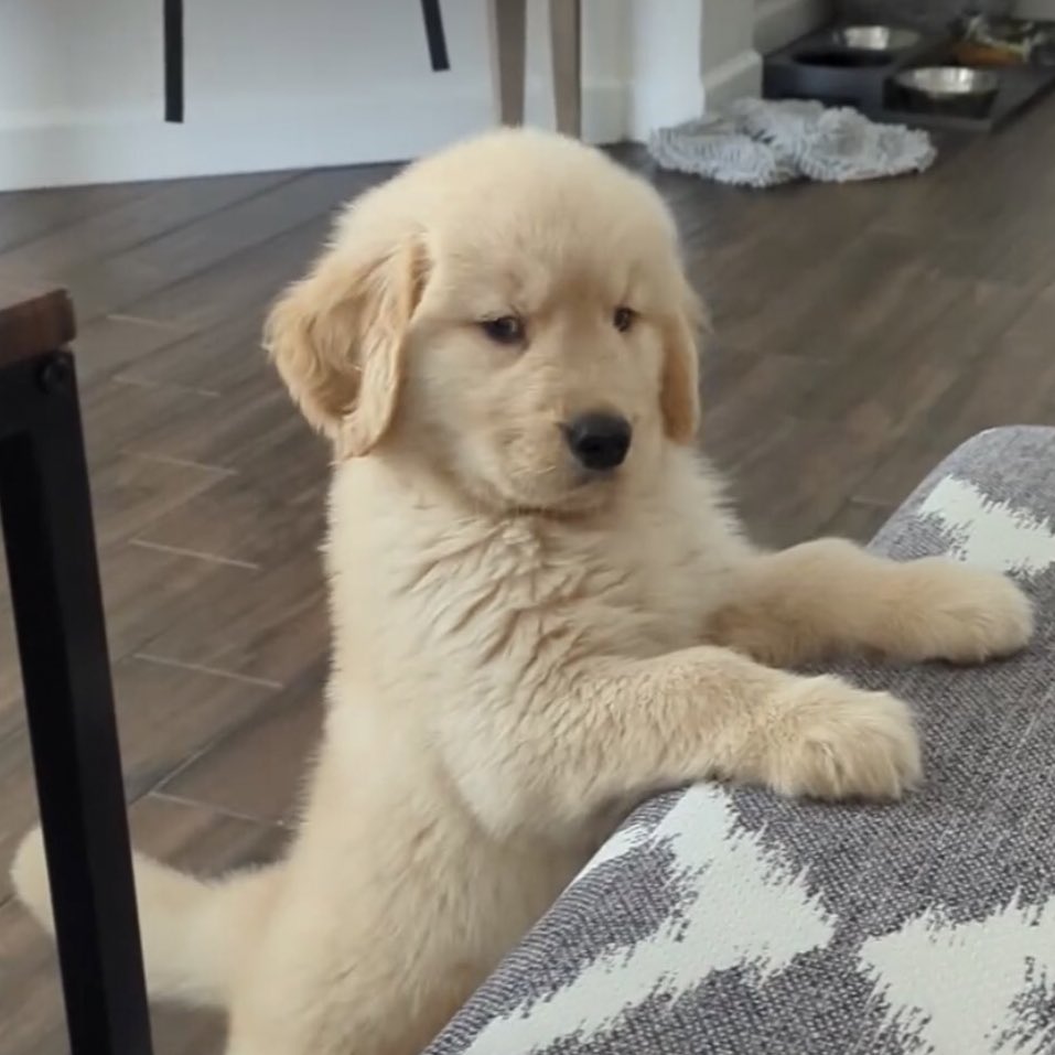 อ้วนแร้ว?? งดข้าวเย้น??? ห๊า พุดมาได้ไง 😡