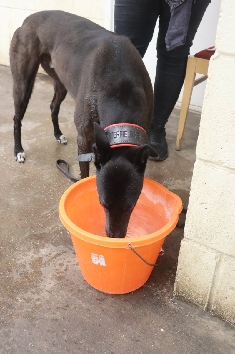 Monmoredogs's tweet photo. One of our most experienced racers is the super Swift Improvise, trained and owned by Chris Jones 💪

The five-year-old has just won an A10 here at Monmore, taking him to 27 career victories - here he is enjoying a well deserved post-race drink 🥤
#GreyhoundOfTheDay https://t.co/DhTpwgYjKN