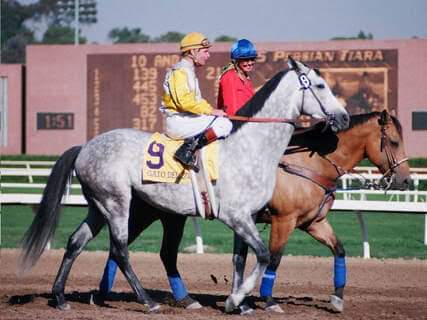 HORSERACING1002's tweet photo. GATO DEL SOL🇺🇸1979
(COUGAR II - PEACEFULLY BY JACINTO)#GatodelSol https://t.co/FJhx0Hdg6q