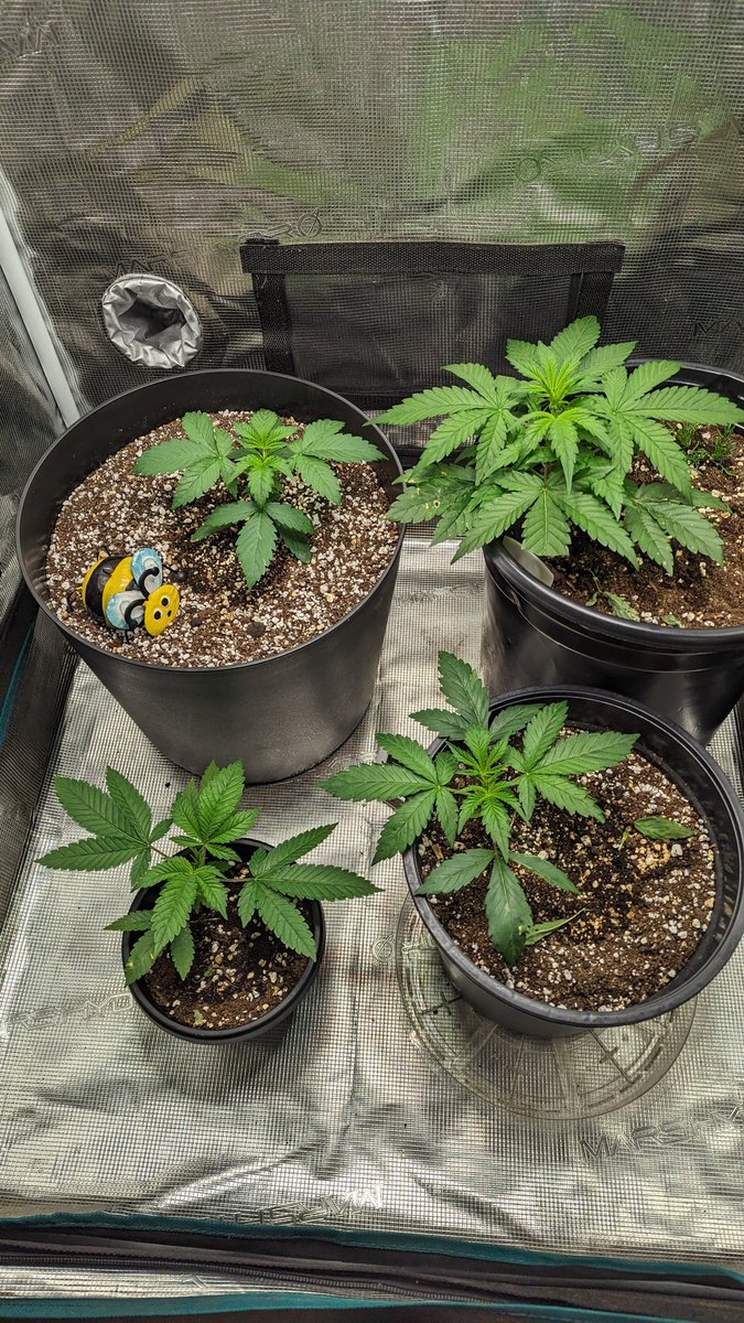 IGROWmids710's tweet photo. The #autotent  w/ the #bagseed 🤣 top left to right &amp; then down list😜
#SkywalkerOGauto #Moscaseed 
#OGKushauto #Seedsmans 
#SkywalkerOGauto #Moscaseeds 
#MacPayton #Bagseed 
#growyourown #HomeGrown https://t.co/ODt6dSfoo1