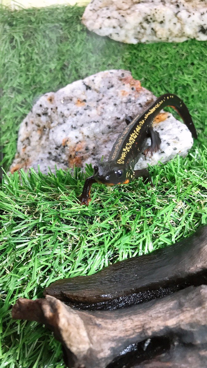 LiN690807's tweet photo. お久しぶりの、、、📸

1枚目
脱皮直前の白っぽロタちゃん🦎
2枚目
腹ぺこでご飯🦗のモネくん🦎
3枚目
臆病だけどお外が気になるがんもちゃん❤︎
4枚目
好奇心旺盛で手乗りするきなこちゃん❤︎ https://t.co/1a6uBm3GpH