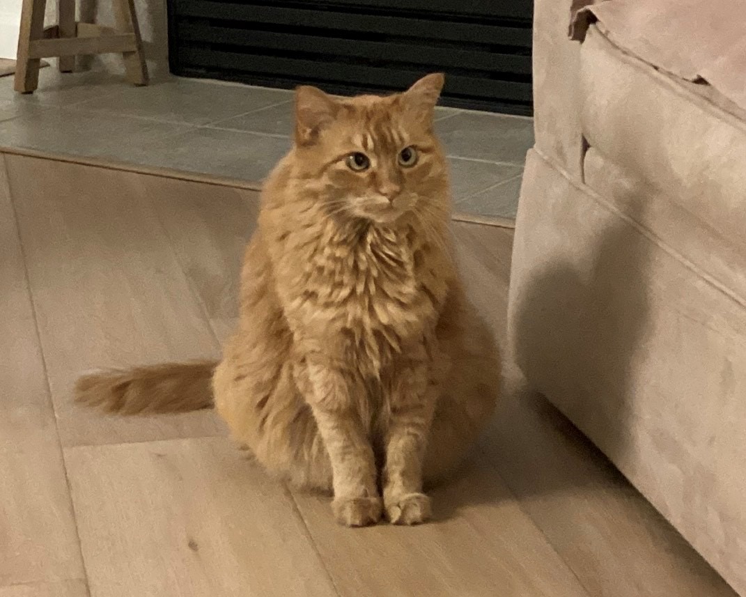 Sunny, 'Happy #Caturday! 😺 I'm sitting and staring. 👀 Mum thinks I hear something she doesn't. 👻 Makes her crazy! 😮 Fun game.'😹☀️🐇🐈🧡

#gingercats #orangecats #Cats #CatsOfTwitter #CatsOnX #catlife #AdoptDontShop #CatsLover