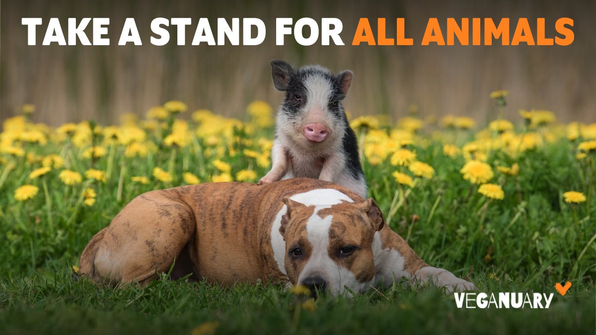veganuary's tweet photo. RT If you're #Vegan for the animals 💚🌱 https://t.co/hnZimnD5yP