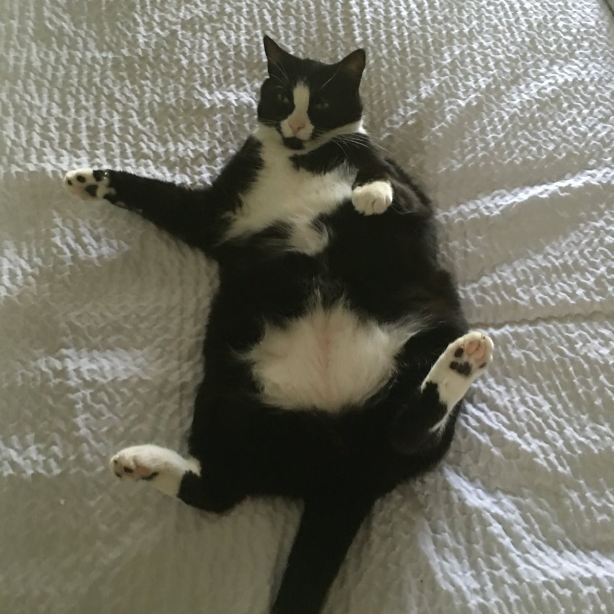 Meownificent_7's tweet photo. @StrayLiotta @mouthntrousers #FatSteve https://t.co/6oQsx9JJgz