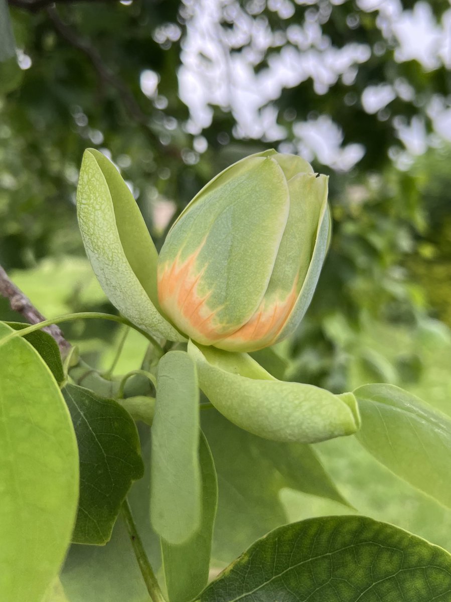 Sorb_us's tweet photo. Nice to see the tulip trees I planted in Gillingham many years ago flowering. Like all trees, they bring so many benefits, but today it was the bees and other pollinators that I appreciated most. @ArbAssociation @medway_council_news @treeconomics @medwayclimatechange https://t.co/ql0GlQb31B