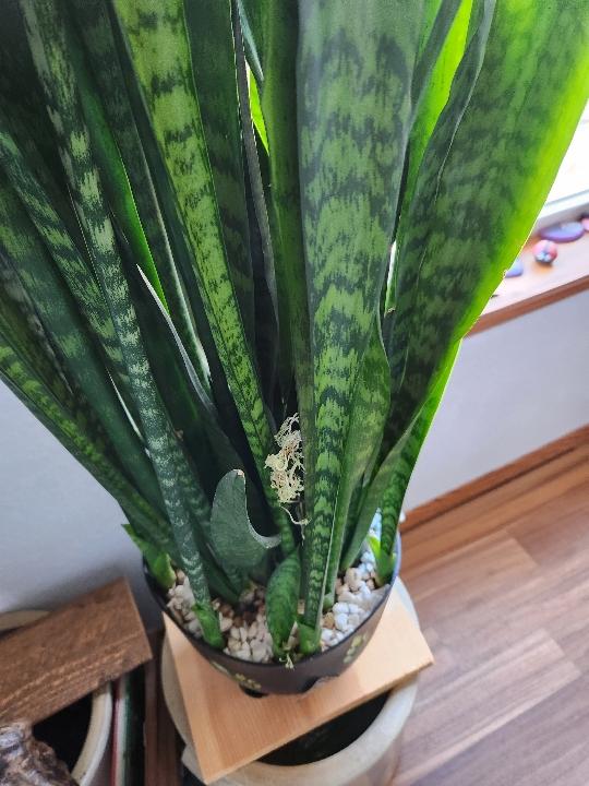 Anyone ever seen a snake plant bloom?! Penni's had one for over 20 years and never seen a bloom. This is her sister's plant.

#montanaemuranch #plants #snakeplant #snakeplantlove #snakeplantcare #snakeplantflowers #MontanaLiving #montanamoment #montanalife