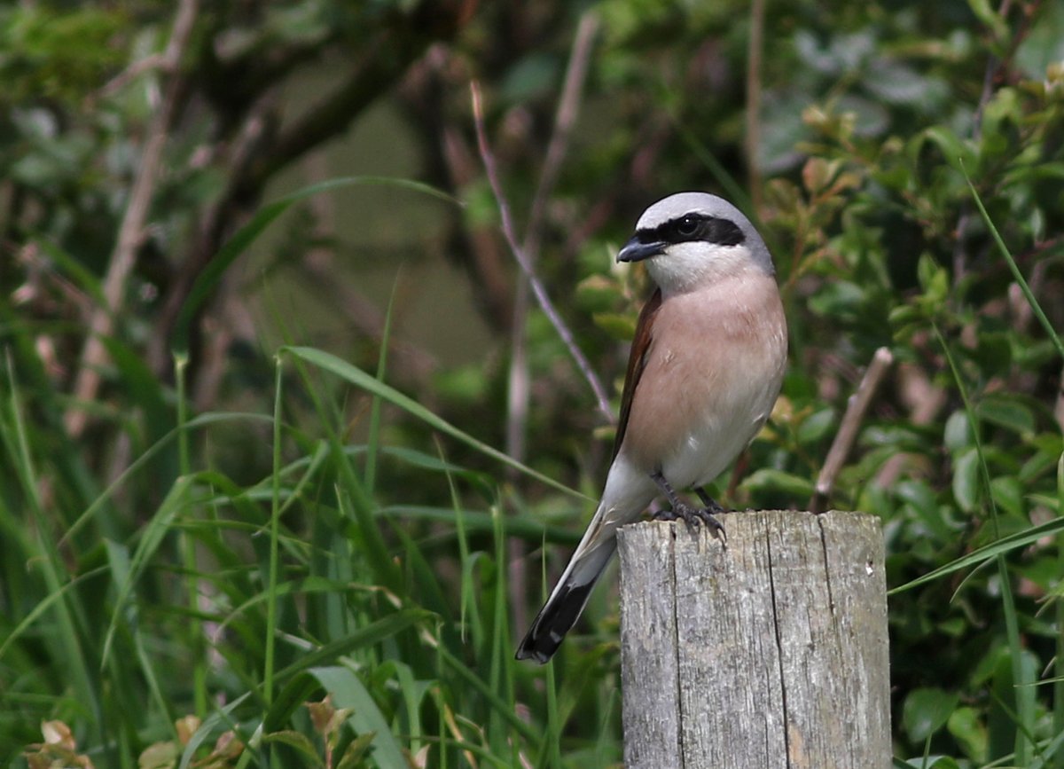 An <a href="/FlamboroughBird/">Flamborough Bird Observatory</a> seawatch the obvious choice, but my back needed the walk. So sought sheltering migrants along South Cliffs. Result - this male Red-backed Shrike was the 5th I've found this spring, followed by best ever flight views of Quail anywhere. Gotta be in it to win it!