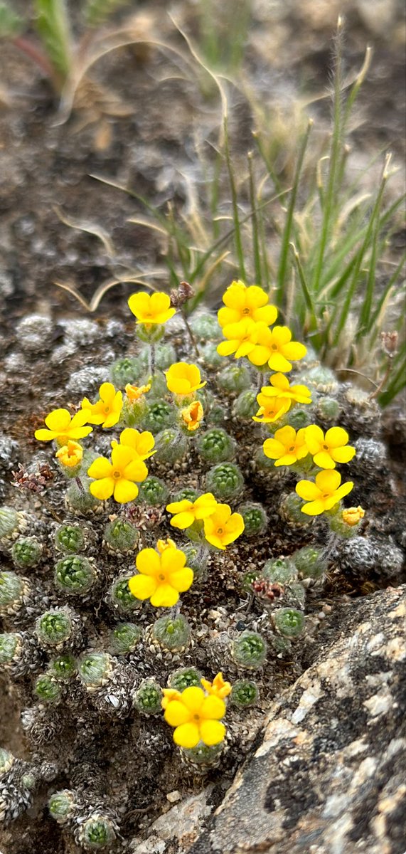 Andrew Mackintosh βοΈ (@amacglac) on Twitter photo Flowers of the eastern Tibetan Plateau.
~3800 m above sea level.
See <a href="/Emlcpeer/">Emma-Louise Cooper</a> for photos
of the mountains and glacial landscapes that brought us here.
<a href="/MonashEAE/">Monash Earth, Atmosphere and Environment ππͺοΈπ</a> <a href="/MonashIce/">Monash Ice Sheet Initiative (MISI)</a> Flowers of the eastern Tibetan Plateau.
~3800 m above sea level.
See <a href="/Emlcpeer/">Emma-Louise Cooper</a> for photos
of the mountains and glacial landscapes that brought us here.
<a href="/MonashEAE/">Monash Earth, Atmosphere and Environment ππͺοΈπ</a> <a href="/MonashIce/">Monash Ice Sheet Initiative (MISI)</a>