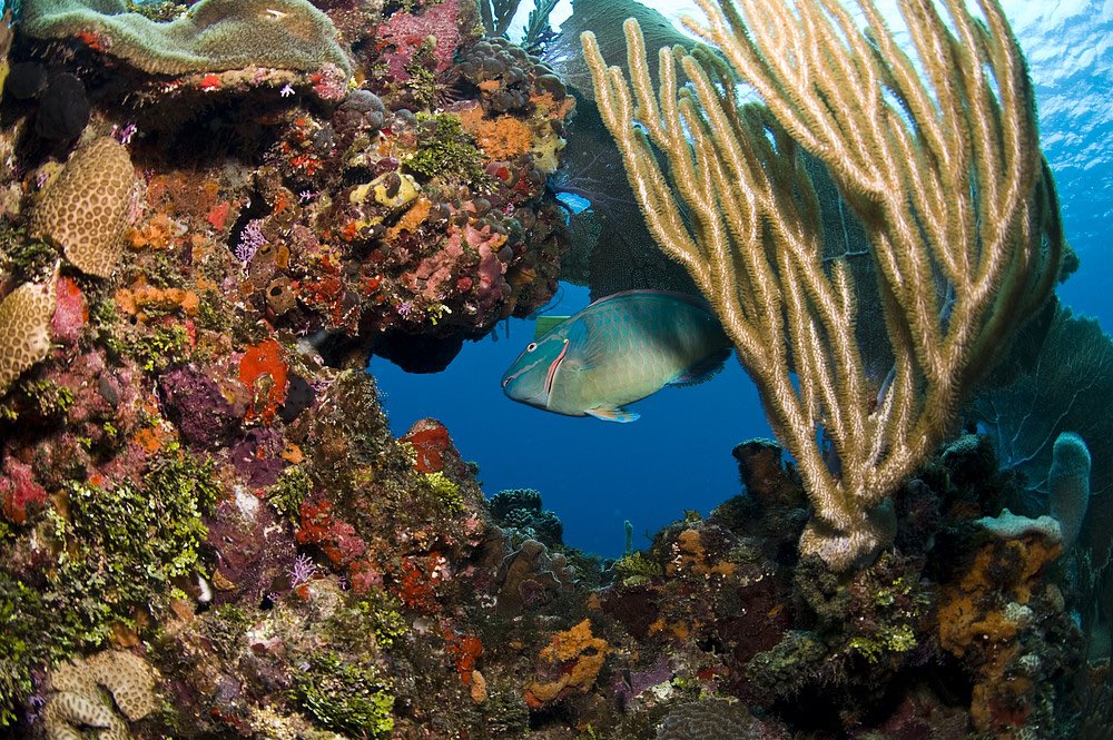 ¿Conoces los bosques tropicales del mar? Hoy es #DíaMundialDeLosArrecifes El #Arrecife Mesoamericano es una barrera de coral de 1000km extendida por México, Belice, Guatemala y Honduras #ODS14 Según @unep_espanol el 🌎podría perder sus arrecifes de coral vivos para 2050 #ODS13