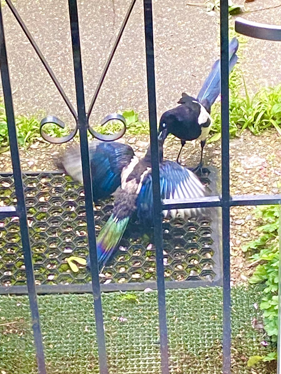Ha! Two for joy
outside the back door.
Chattering about @ArachnePress anthology Joy//us in the first pic,
and in the second, I’m going to say, kissing.
arachnepress.com/books/lgbt-tit…
Two for the show: arachnepress.com/events/ including Cardiff, London and Bishops Castle <a href="/emergencypoet/">Poetry Pharmacy 🚑💊📚🇪🇺</a>