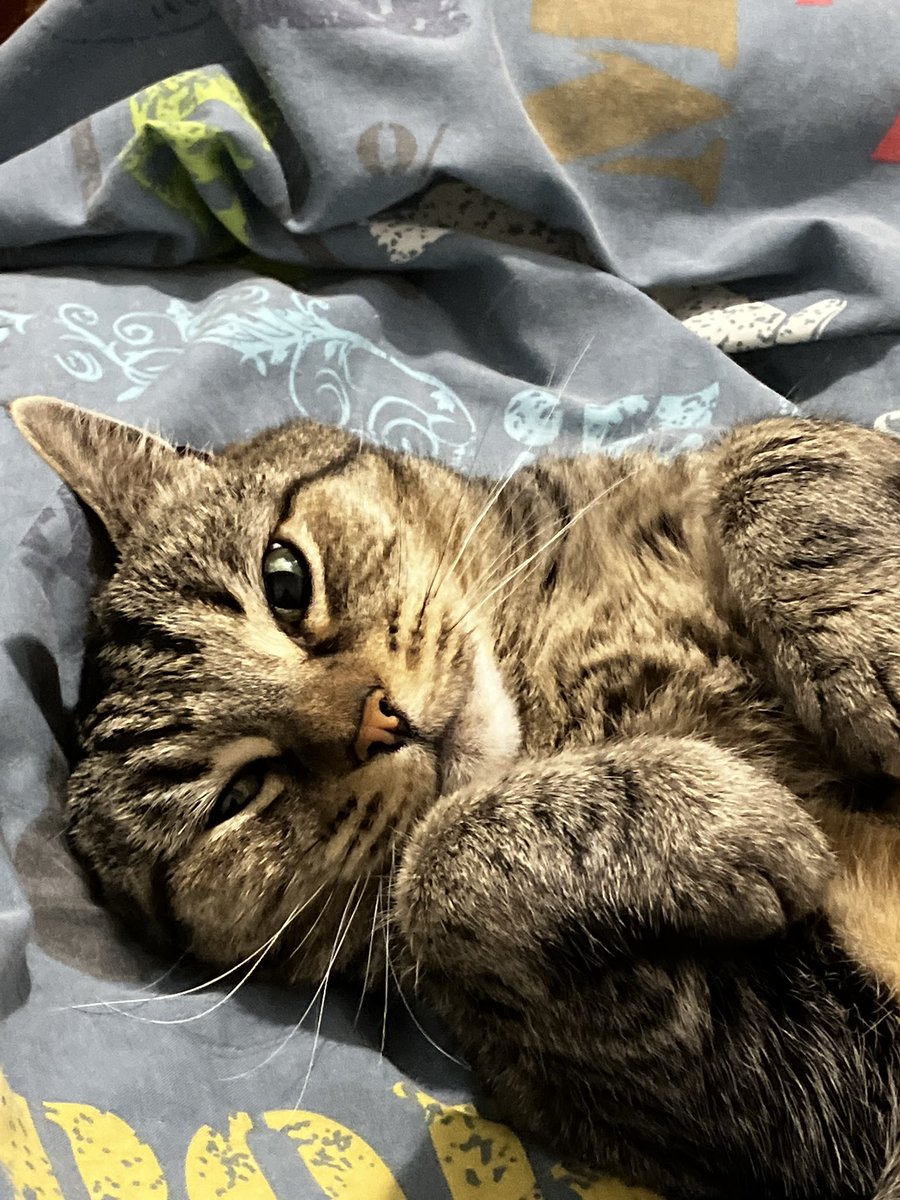 brendowebbo's tweet photo. @bajo i’ve got a bunch of photos of my cats up on my website; here’s that one time casper decided to be cute for the camera: https://t.co/EhNUA0woG9