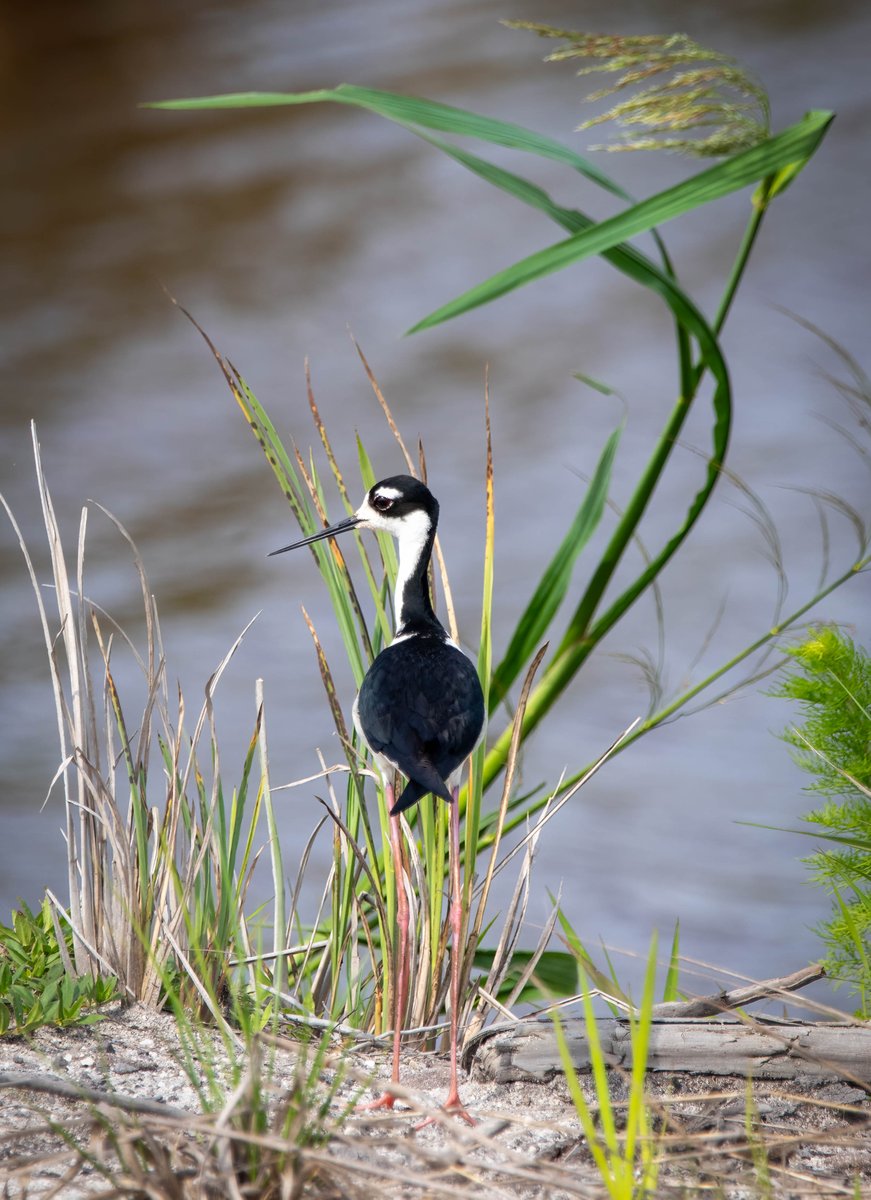 Black-necked Stilt.