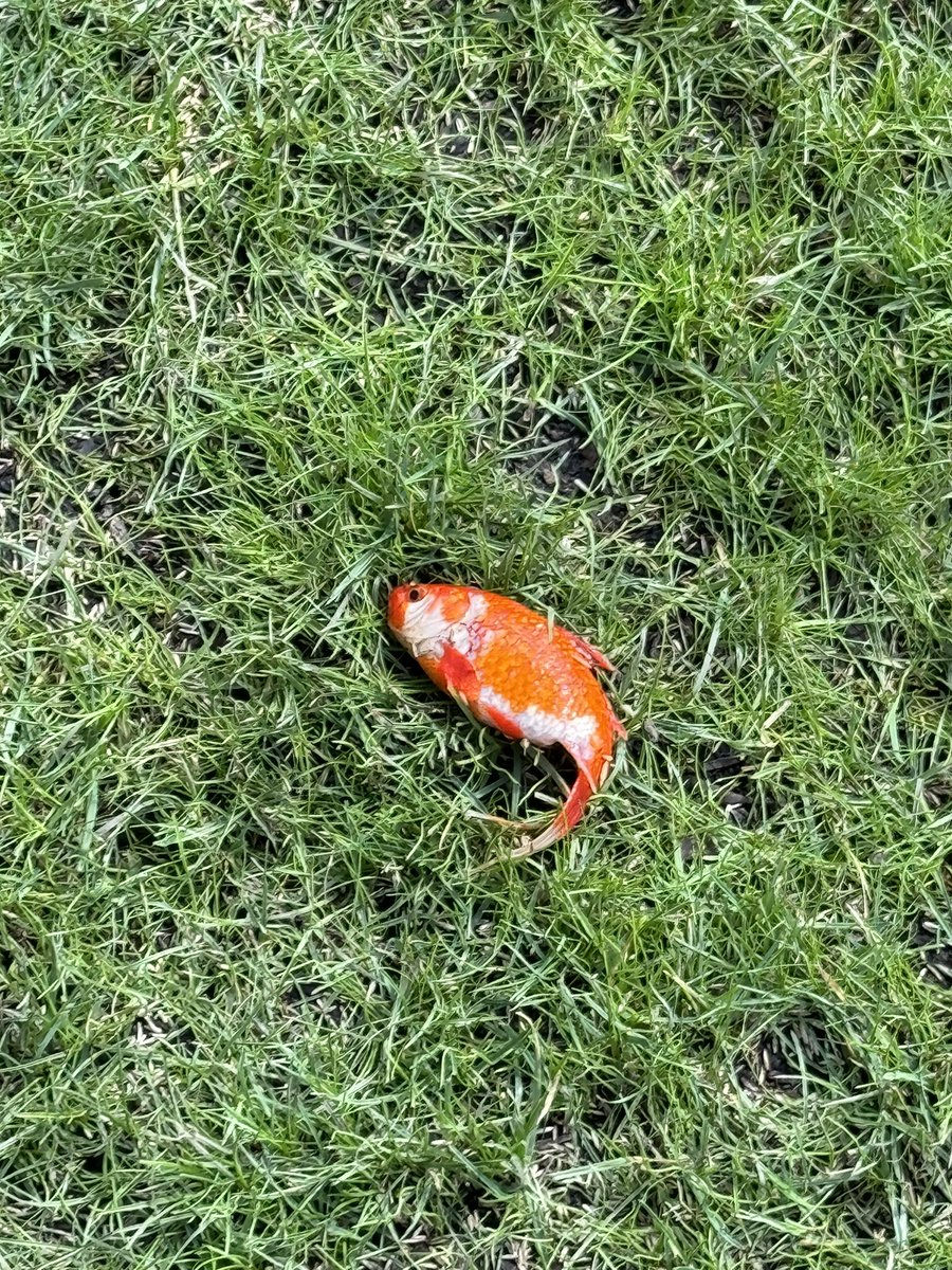 🐟 So today I found a goldfish just on the grass in my back garden. It was alive, I think, and have absolutely no idea where it came from. There’s no ponds anywhere near. So I took it inside….